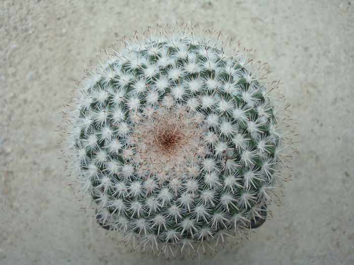 Mammillaria haageana Pfeiff.1836. - Genul Mammillaria fila 1