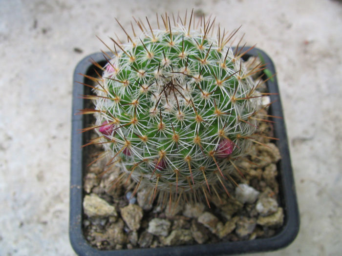 Mammillaria haageana subsp. conspicua      (J.A.Purpus) D.R.Hunt 1997