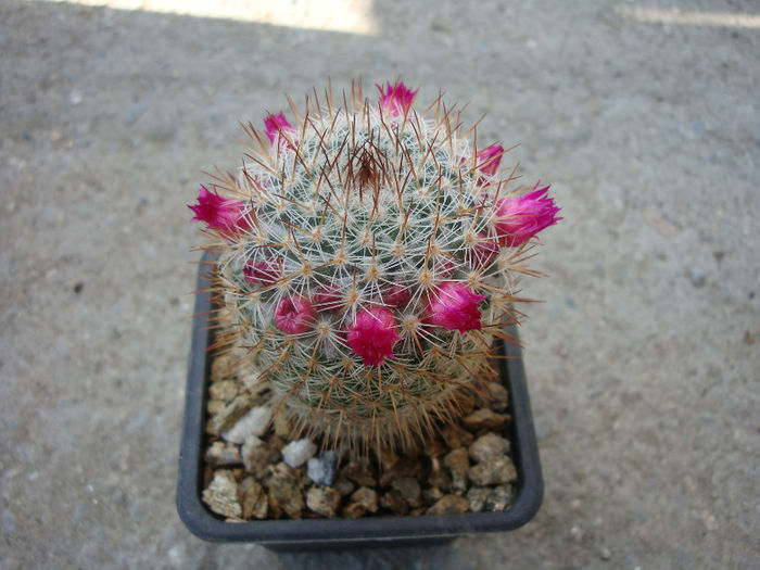 Mammillaria haageana subsp. conspicua     (J.A.Purpus) D.R.Hunt 1997 - Genul Mammillaria fila 1