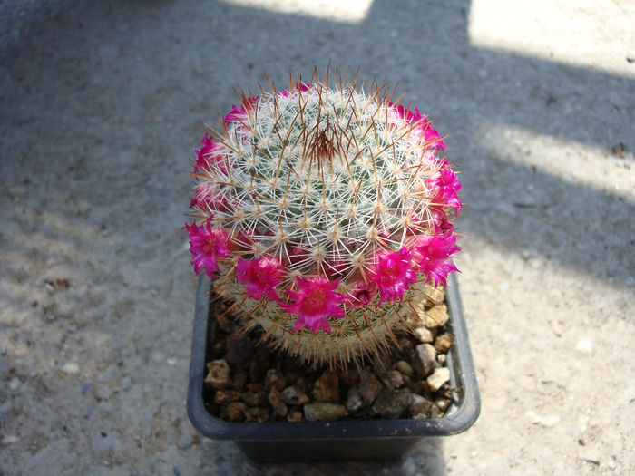 Mammillaria haageana subsp. conspicua   (J.A.Purpus) D.R.Hunt 1997 - Genul Mammillaria fila 1