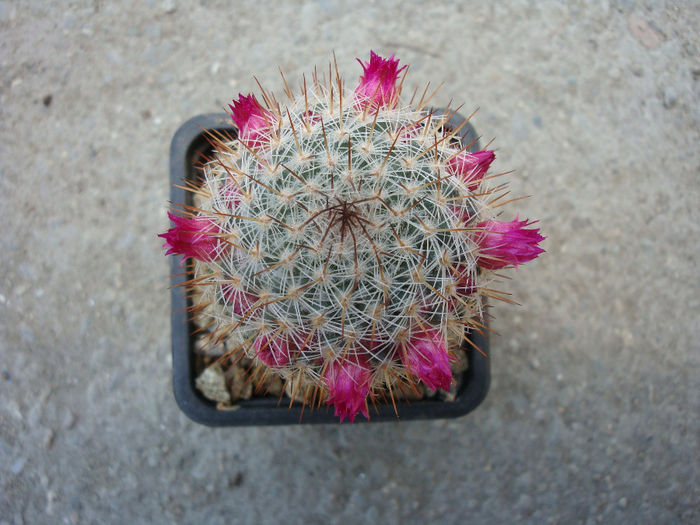 Mammillaria haageana subsp. conspicua  (J.A.Purpus) D.R.Hunt 1997 - Genul Mammillaria fila 1
