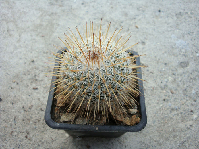 Mammillaria haageana subsp. elegans  D.R. Hunt 1997 - Genul Mammillaria fila 1