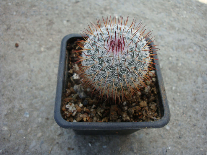 Mammillaria haageana subsp. elegans D.R. Hunt 1997 - Genul Mammillaria fila 1
