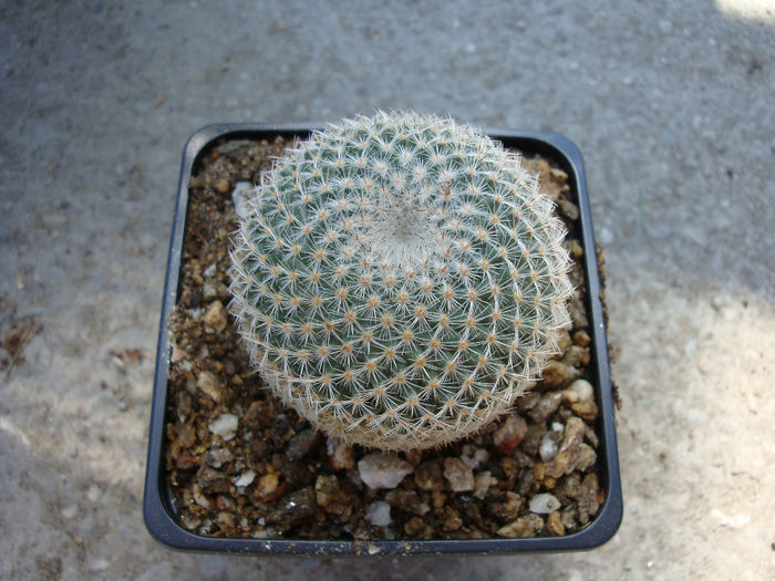 Mammillaria haageana subsp. san-angelensis      (S - Genul Mammillaria fila 1