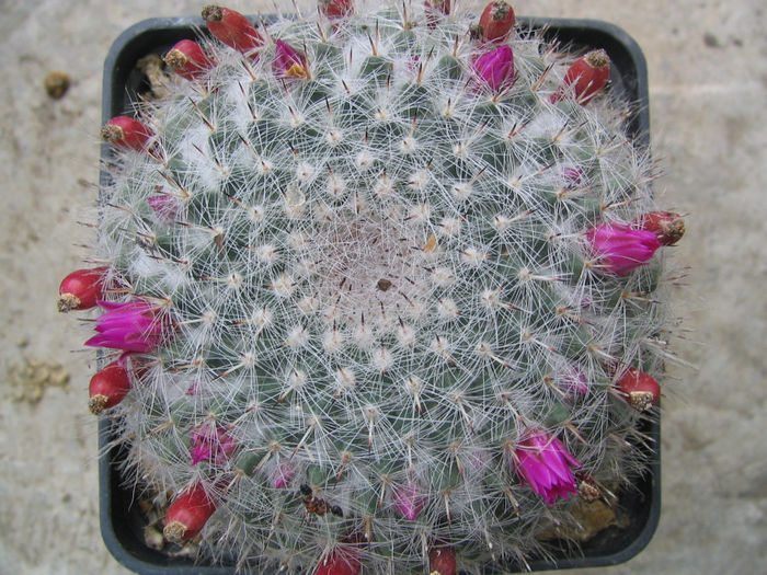 Mammillaria hahniana   Werderm. 1923