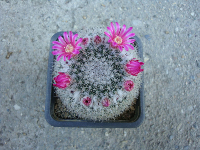 Mammillaria hahniana var. werdermanniana  F.Schmoll ex RTCraig 1945