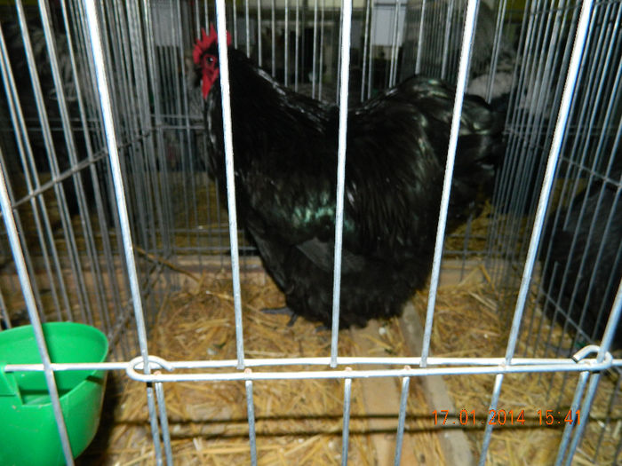 DSCN5200