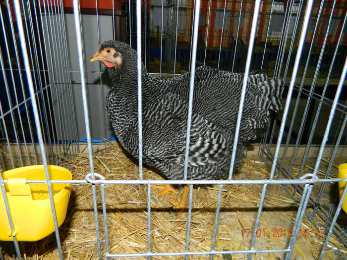 DSCN5220