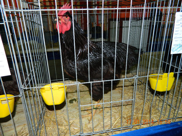 DSCN5234 - Expo Fauna Mehedinteana - Editia a III-a