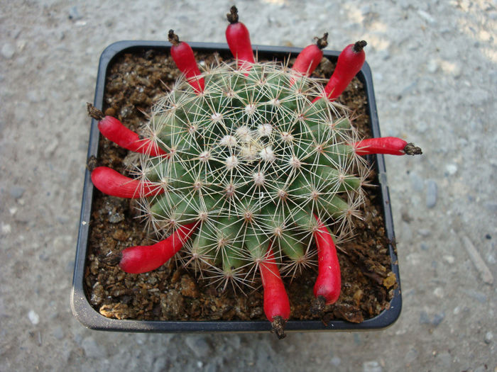 Mammillaria hutchisoniana (H.E. Gates) Boed.1935