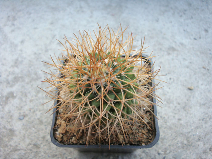 Mammillaria ingens Backeb. 1942 - Genul Mammillaria fila 1