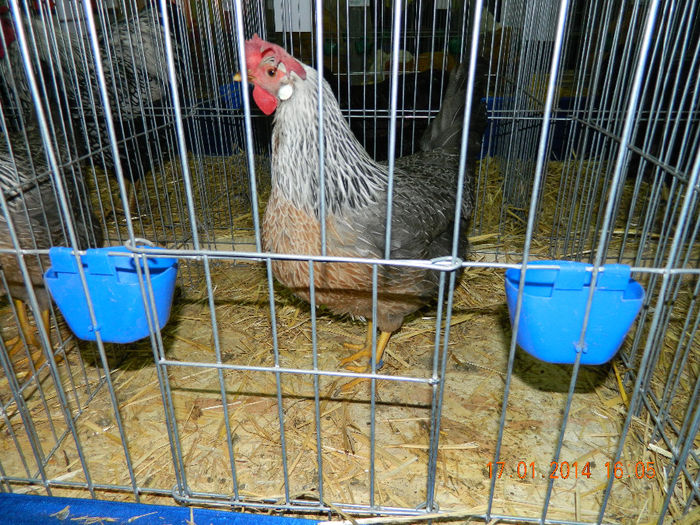 DSCN5256 - Expo Fauna Mehedinteana - Editia a III-a