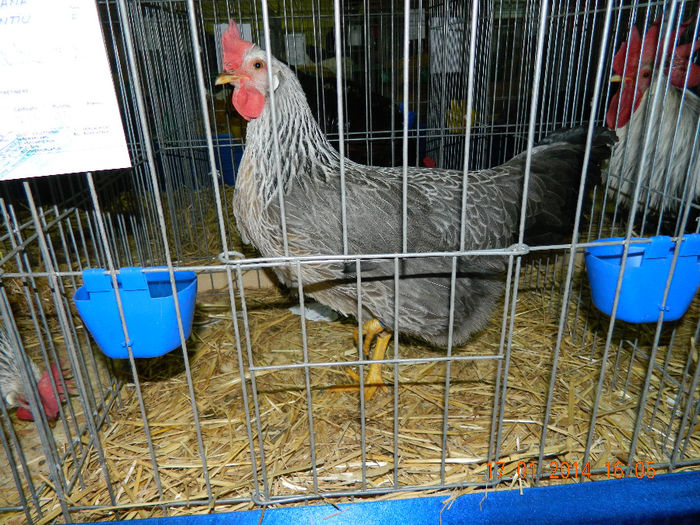 DSCN5258 - Expo Fauna Mehedinteana - Editia a III-a