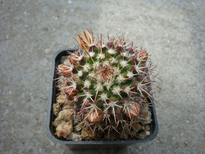 Mammillaria karwinskiana    Mart.1835