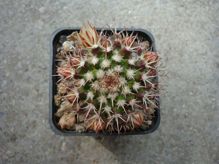 Mammillaria karwinskiana   Mart.1835