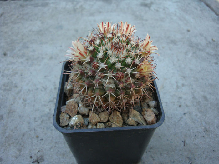 Mammillaria karwinskiana  Mart.1835