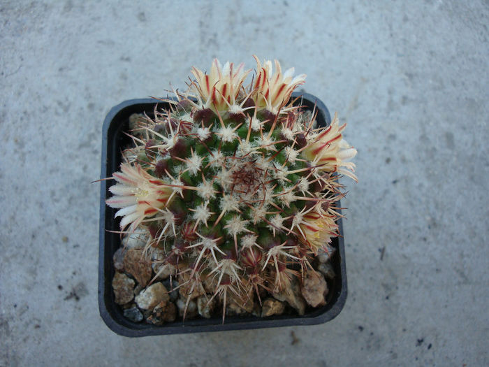 Mammillaria karwinskiana Mart.1835