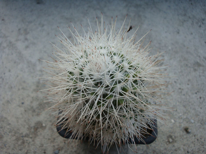 Mammillaria karwinskiana ssp. beiselii (Diers) D.R.Hunt 1997