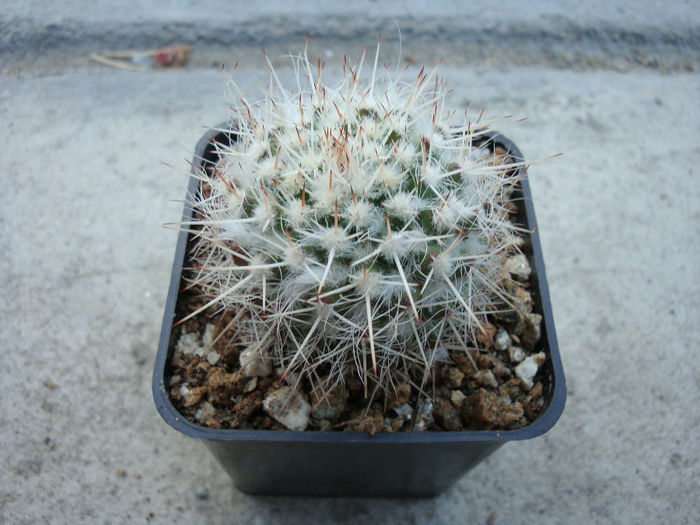 Mammillaria karwinskiana subsp. nejapensis   (R.T. Craig & E.Y. Dawson) D.R. Hunt 1997