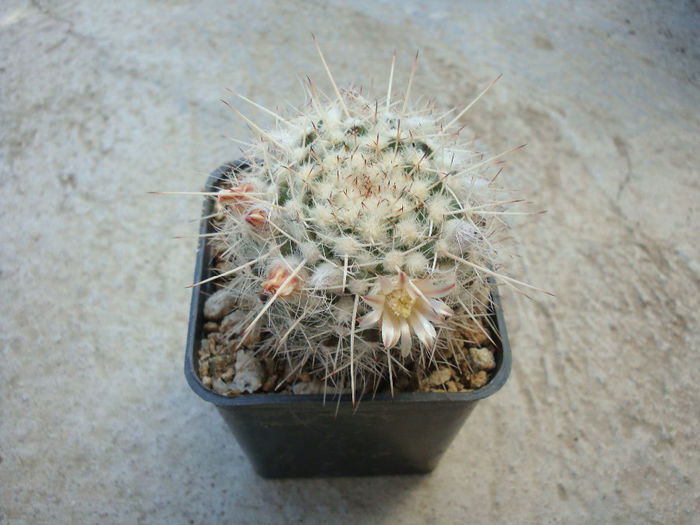 Mammillaria karwinskiana subsp. nejapensis  (R.T. Craig & E.Y. Dawson) D.R. Hunt 1997
