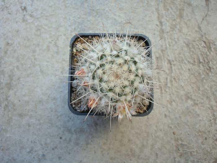 Mammillaria karwinskiana subsp. nejapensis (R.T. Craig & E.Y. Dawson) D.R. Hunt 1997