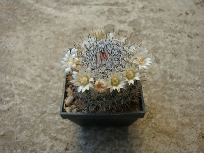 Mammillaria knipelliana  Quehl 1907