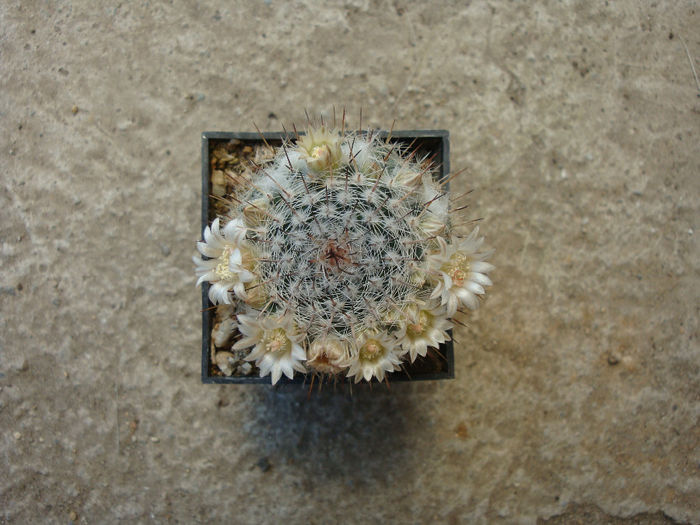 Mammillaria knipelliana Quehl 1907