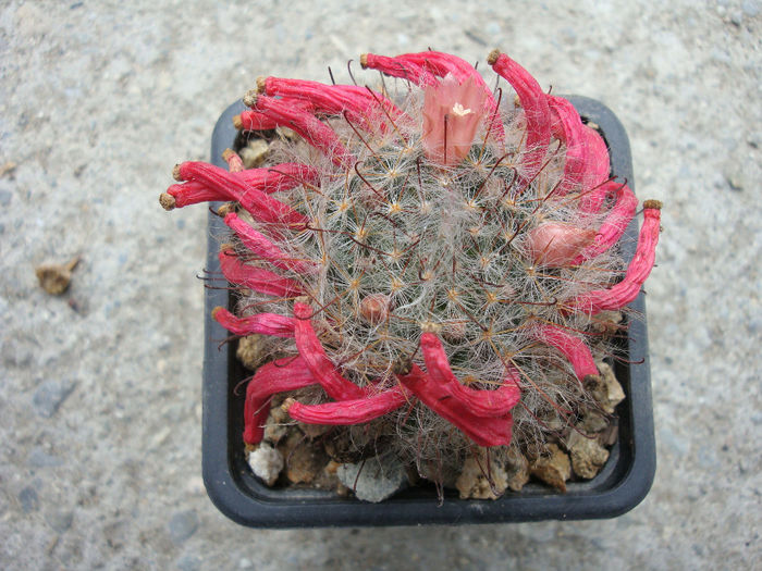 Mammillaria kunzeana  Boed. & Quehl 1912