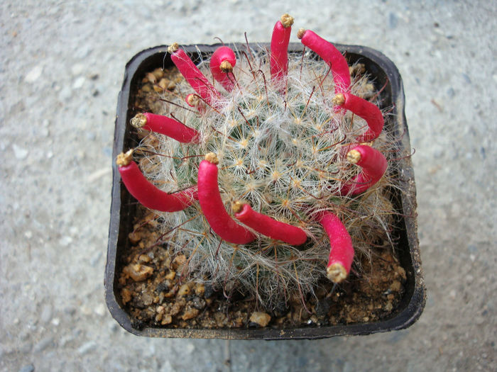 Mammillaria kunzeana Boed. & Quehl 1912