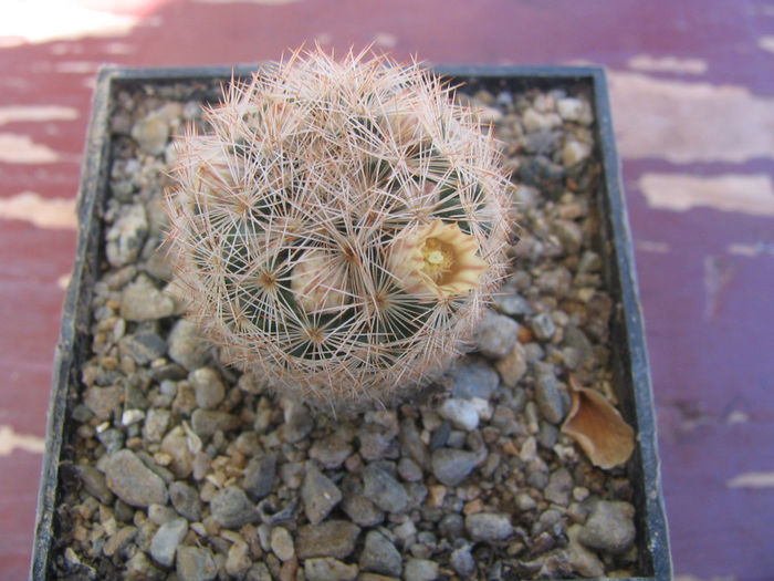 Mammillaria lasiacantha     Engelm.1856