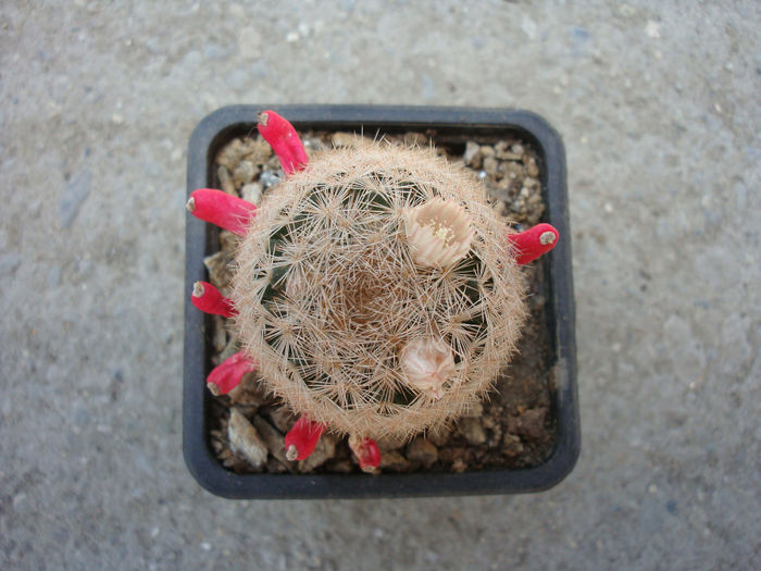 Mammillaria lasiacantha   Engelm.1856