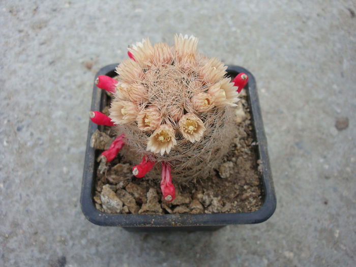 Mammillaria lasiacantha  Engelm.1856