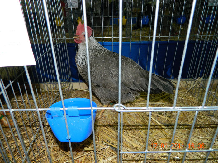 DSCN5266 - Expo Fauna Mehedinteana - Editia a III-a