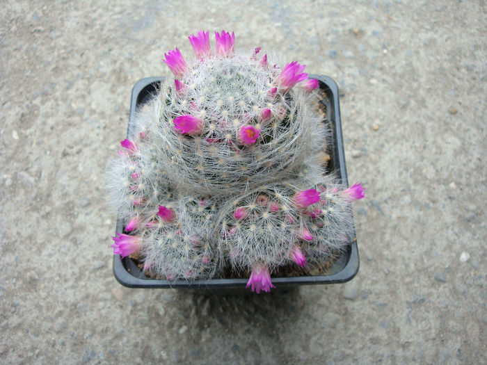 Mammillaria laui subsp. dasyacantha        (D.R. Hunt) D.R. Hunt 1997