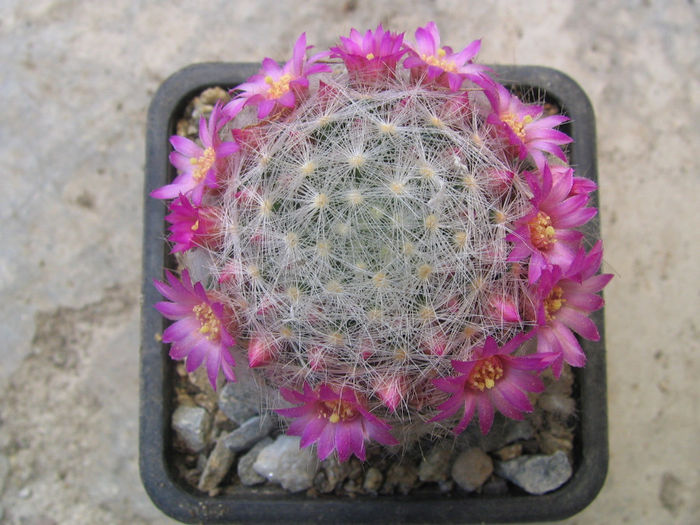 Mammillaria laui subsp. dasyacantha       (D.R. Hunt) D.R. Hunt 1997