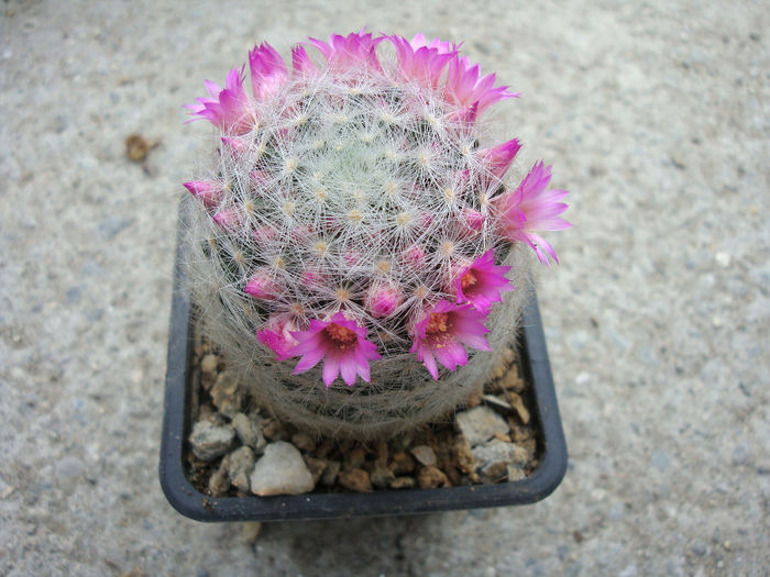 Mammillaria laui subsp. dasyacantha    (D.R. Hunt) D.R. Hunt 1997