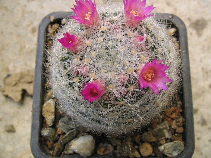 Mammillaria laui subsp. dasyacantha   (D.R. Hunt) D.R. Hunt 1997