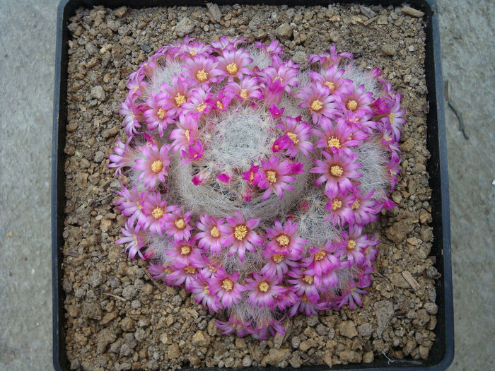 Mammillaria laui subsp. dasyacantha (D.R.Hunt) D.R.Hunt 1997