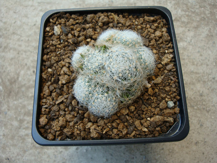 Mammillaria lenta    K. Brandegee 1904