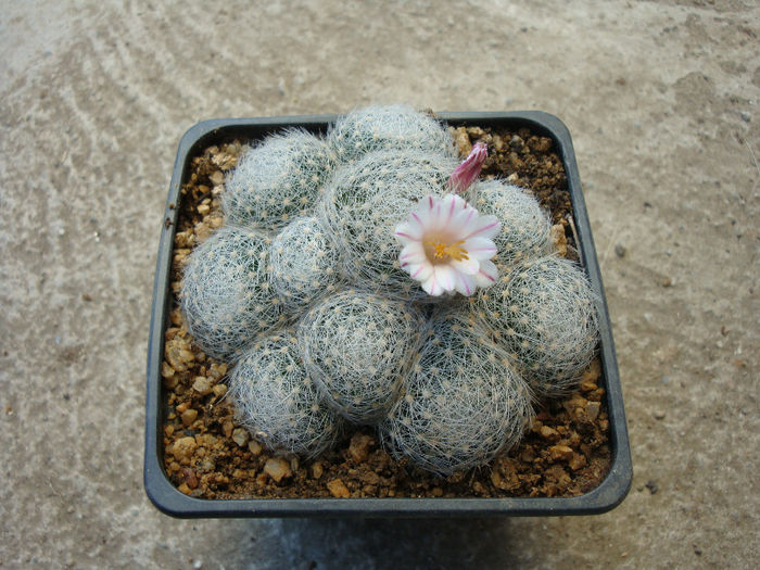 Mammillaria lenta  K. Brandegee 1904