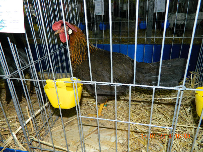 DSCN5271 - Expo Fauna Mehedinteana - Editia a III-a