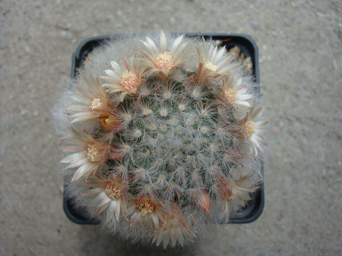 Mammillaria longicoma    (Britton & Rose) A.Berger 1929 - Genul Mammillaria fila 1
