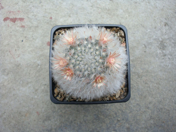 Mammillaria longicoma  (Britton & Rose) A.Berger 1929 - Genul Mammillaria fila 1