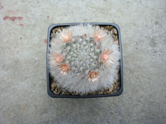 Mammillaria longicoma  (Britton & Rose) A.Berger 1929