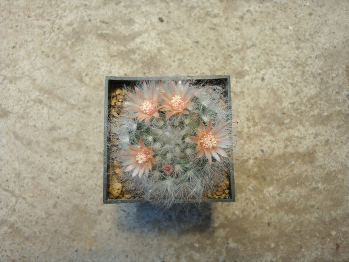 Mammillaria longicoma  (Britton & Rose) A.Berger 1929.