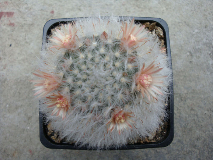 Mammillaria longicoma (Britton & Rose) A.Berger 1929 - Genul Mammillaria fila 1