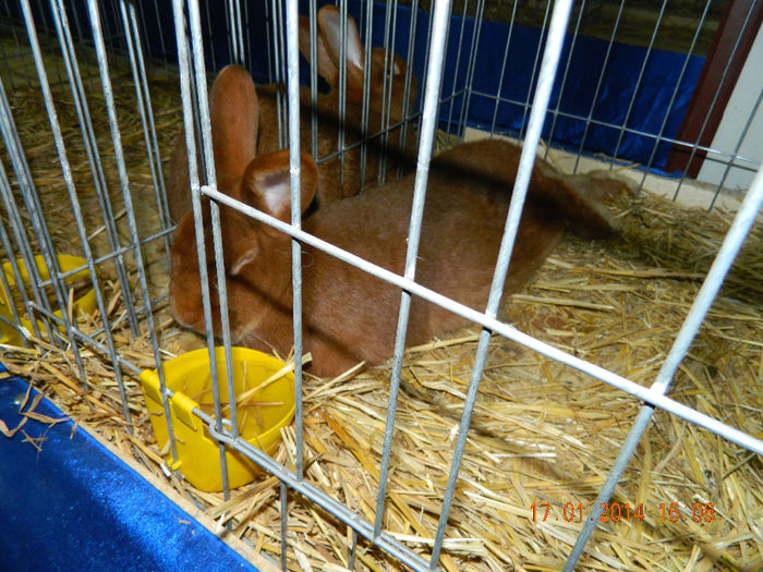 DSCN5275 - Expo Fauna Mehedinteana - Editia a III-a