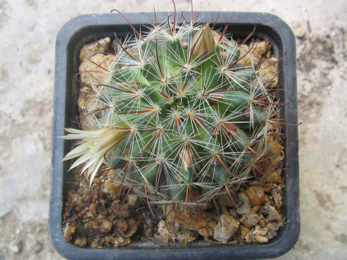 Mammillaria marnieriana     Backeb.1952 - Genul Mammillaria fila 2