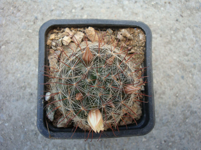 Mammillaria marnieriana    Backeb.1952 - Genul Mammillaria fila 2