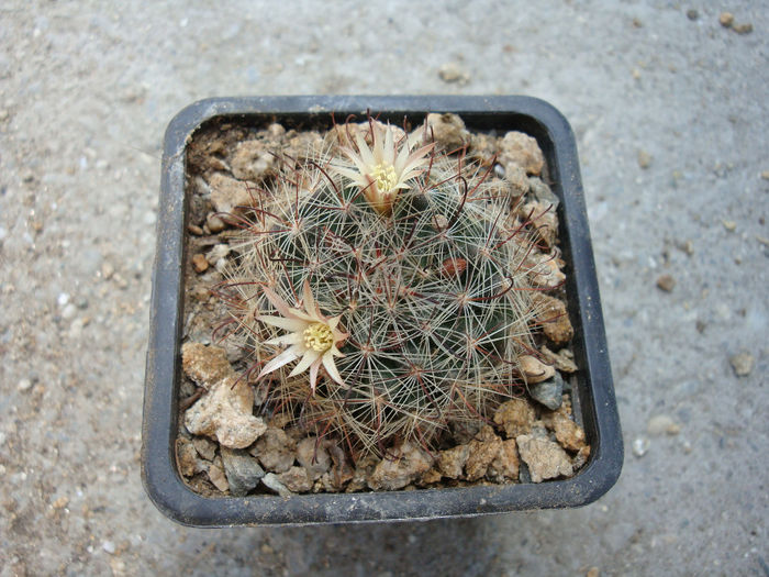 Mammillaria marnieriana Backeb.1952 - Genul Mammillaria fila 2